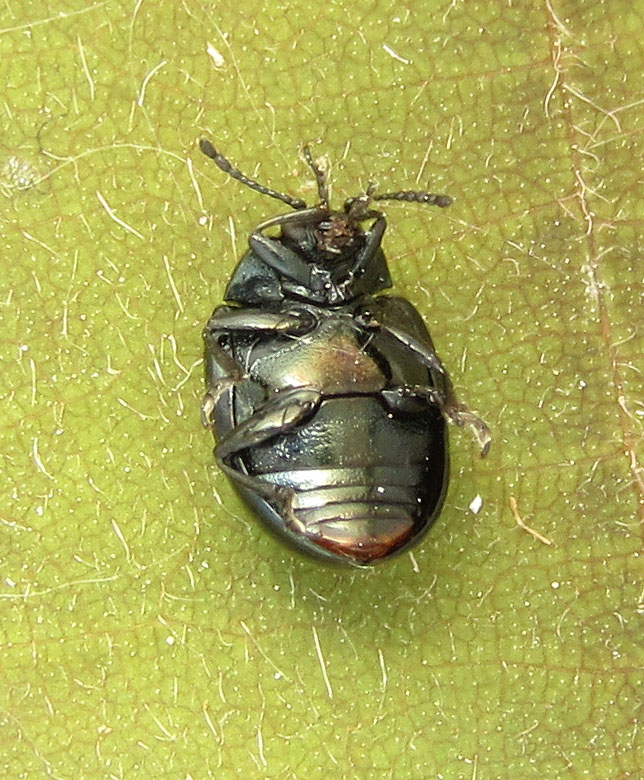 Chrysomelidae: Phaedon armoraciae (cfr.)